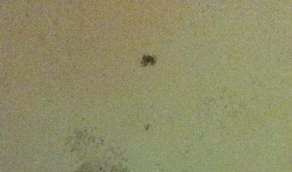 Mold spores like this one have been found in dorms in the Commonwealth building (photo by Nicole Lewis).