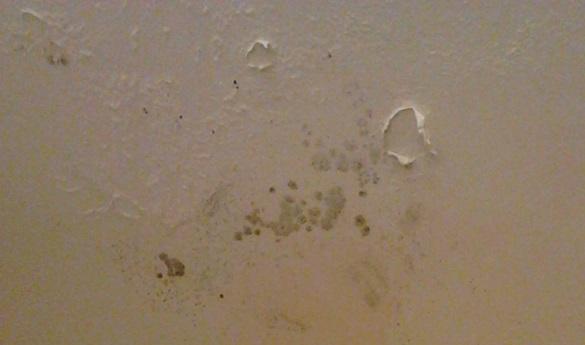 While Commonwealth Hall residents were concerned about mold in the dorms, recent lab results have reported that the mold is harmless (photo by Nicole Lewis).