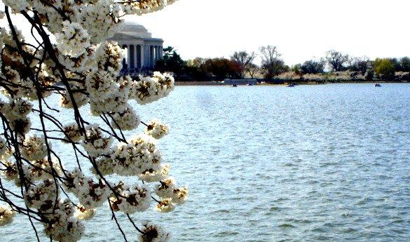 Check out Washington D.C.'s annual Cherry Blossom Festival as part of this week's Top 5 (photo by Helena Okolicsanyi).